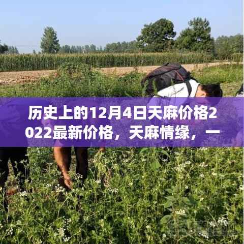 天麻情缘揭秘,历史上的价格变迁与温馨日常趣事——2022年最新天麻价格回顾