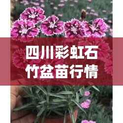 四川彩虹石竹盆苗行情深度解析，市场走势、需求与供应分析