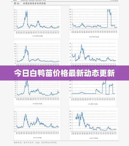 今日白鸭苗价格最新动态更新